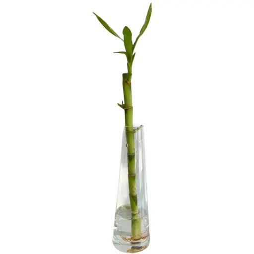 Bambu de la suerte recto 30cm con florero 